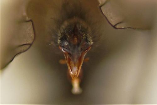Leucophora personata